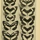 Image de Neptis lermanni Aurivillius 1896