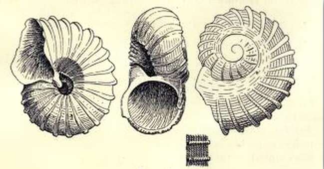 Image of Munditiella qualum (Hedley 1899)