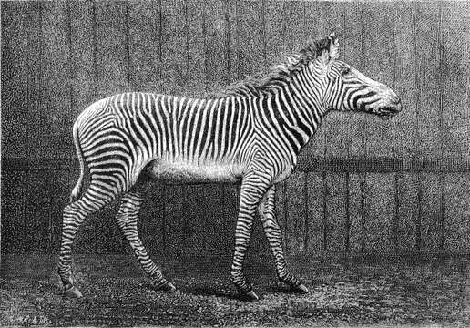 Image of Grevy's Zebra