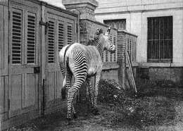 Image of Grevy's Zebra