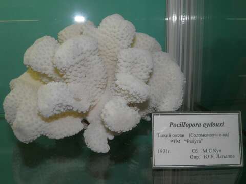 Image of Robust cactus coral