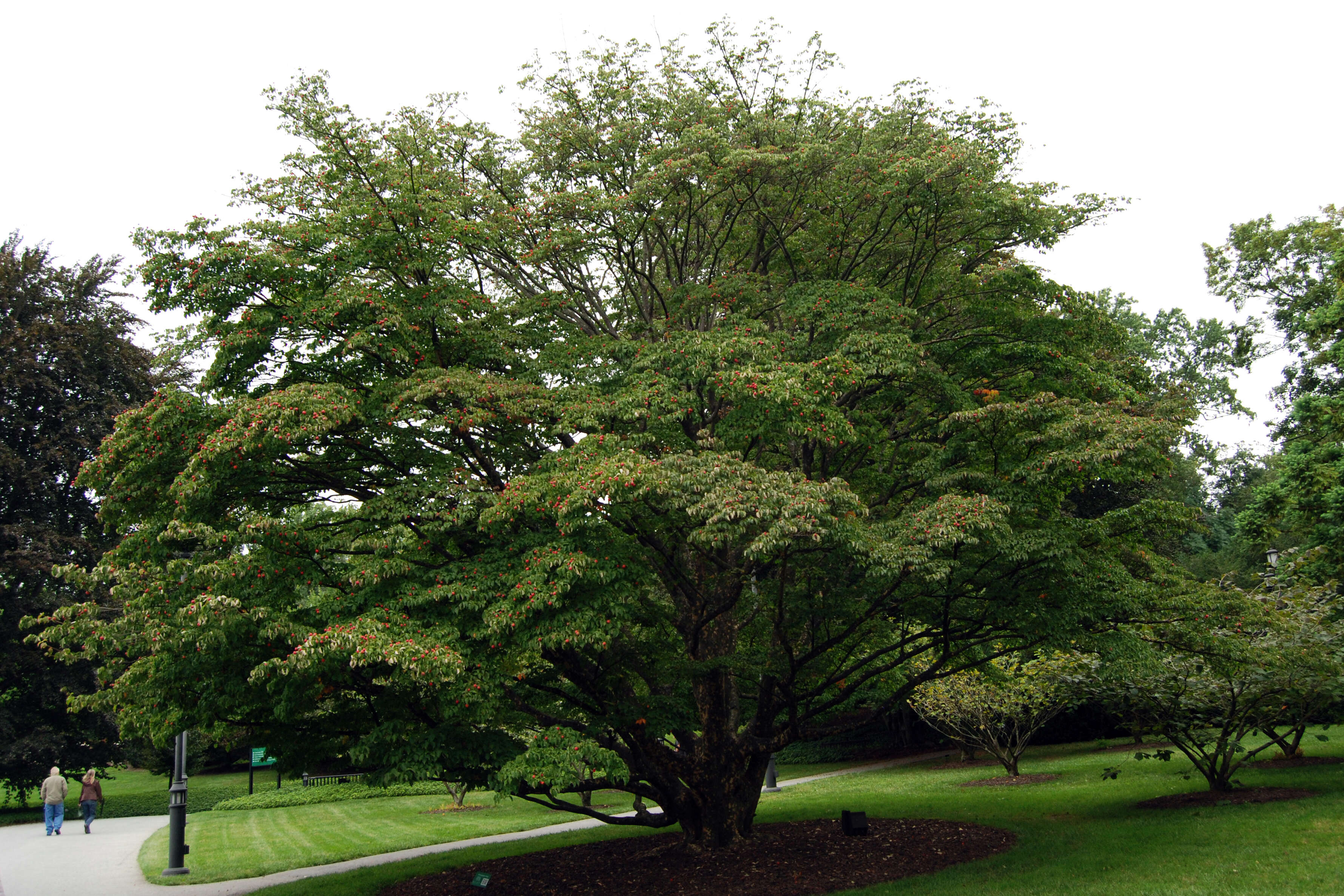 Image of Chinese dogwood