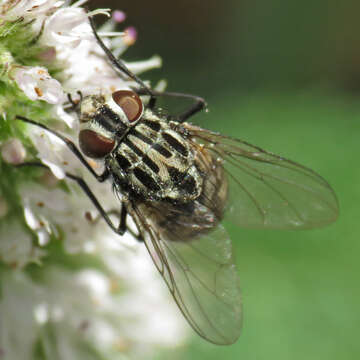 Image of House fly