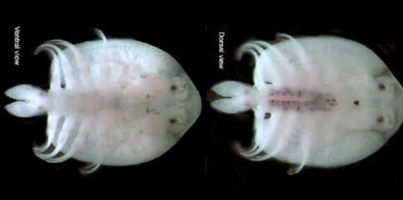 Image of Japanese fishlouse