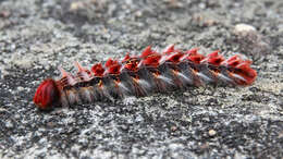 Image of Morpho catenarius Perry