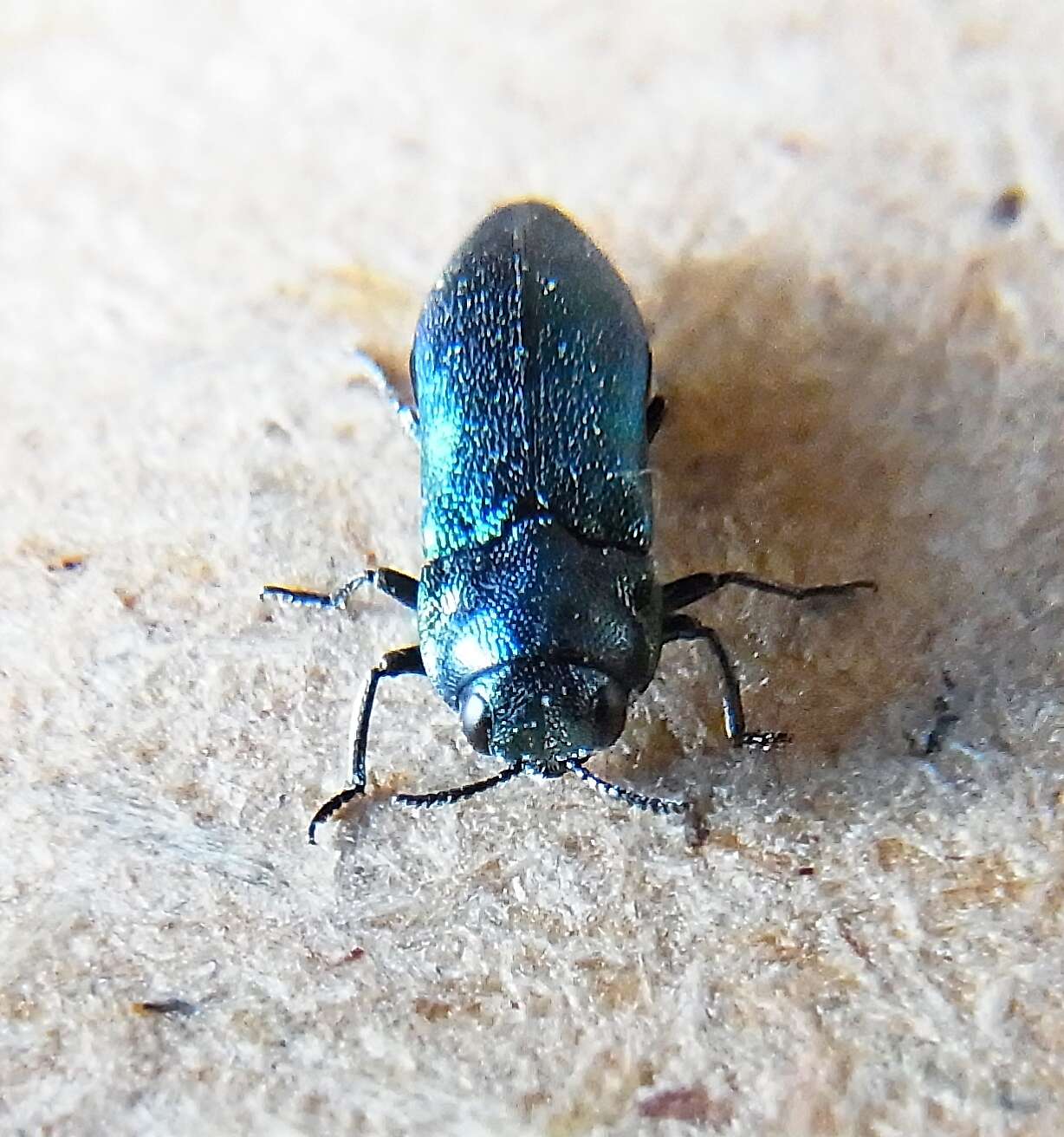 Image of Metallic wood-boring beetle