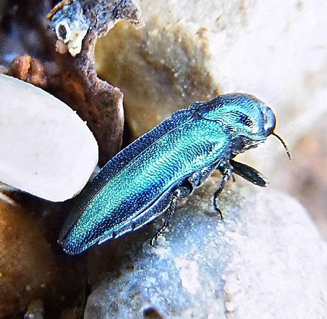 Image of Metallic wood-boring beetle