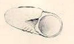 Image of Philorene texturata W. R. B. Oliver 1915