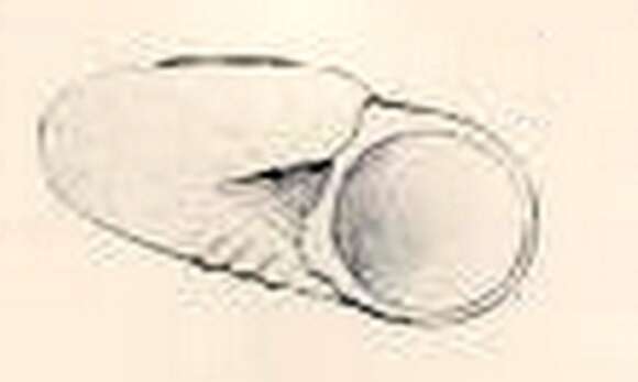 صورة Philorene texturata W. R. B. Oliver 1915