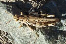 Image of Devastating Grasshopper