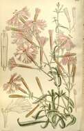 Image of Catchfly