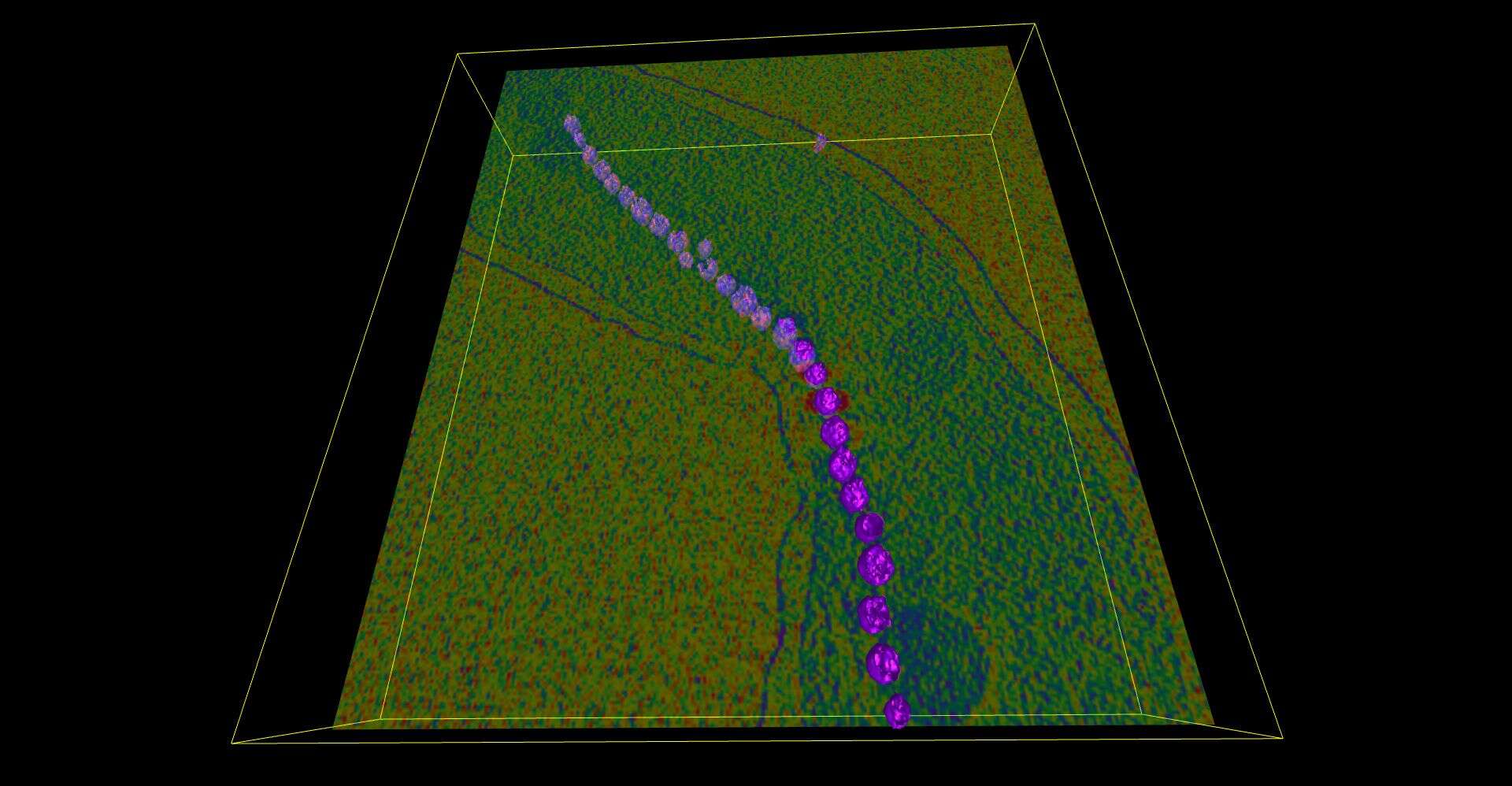 Image of Magnetospirillum