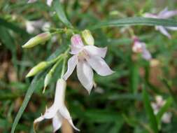 Imagem de Billardiera sericophora F. Müll.