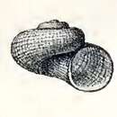 Image of Skenea areolata (G. O. Sars 1878)
