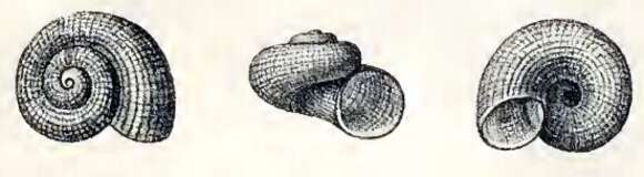Image of Skenea areolata (G. O. Sars 1878)