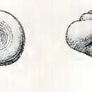 Sivun Skenea basistriata (Jeffreys 1877) kuva