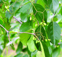 Image of Elaeodendron glaucum (Rottb.) Pers.