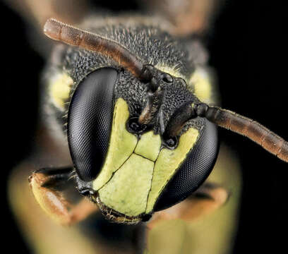 Image of Ornate Masked Bee