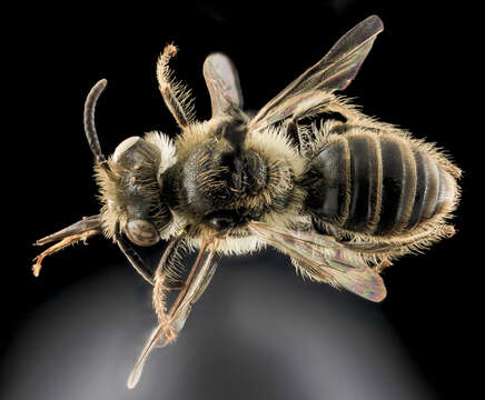 Image of Nebraska Calliopsis