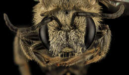 Image of Bee