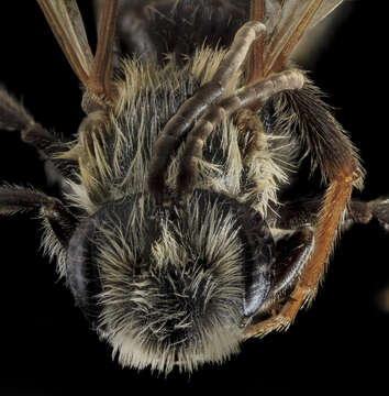 Image of Andrena confederata Viereck 1917