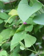 Image de Aristolochia contorta Bunge