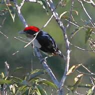 Image of Black-girdled Barbet