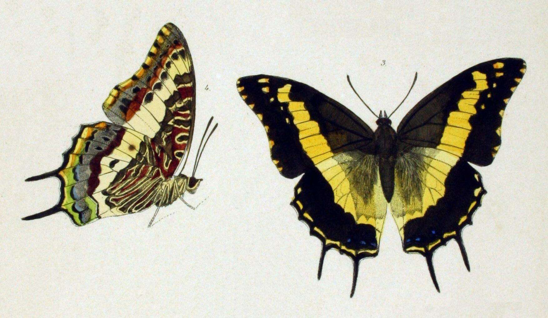 Charaxes hansalii Felder 1866 resmi