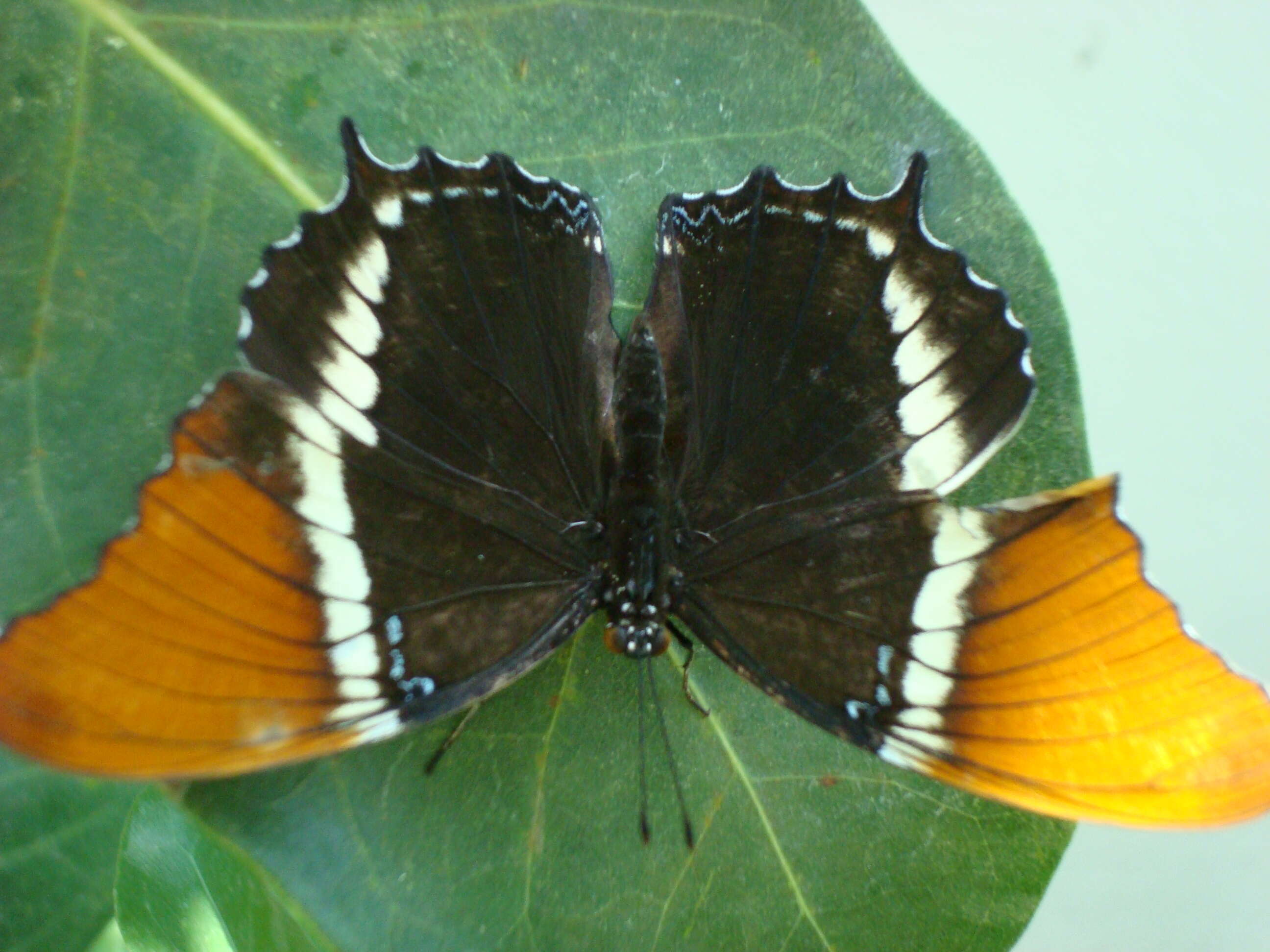 Image de Siproeta epaphus