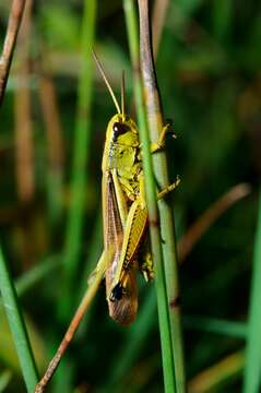 Image of Large marsh grasshopper