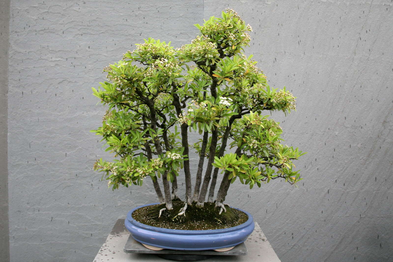 Image of Nepalese firethorn