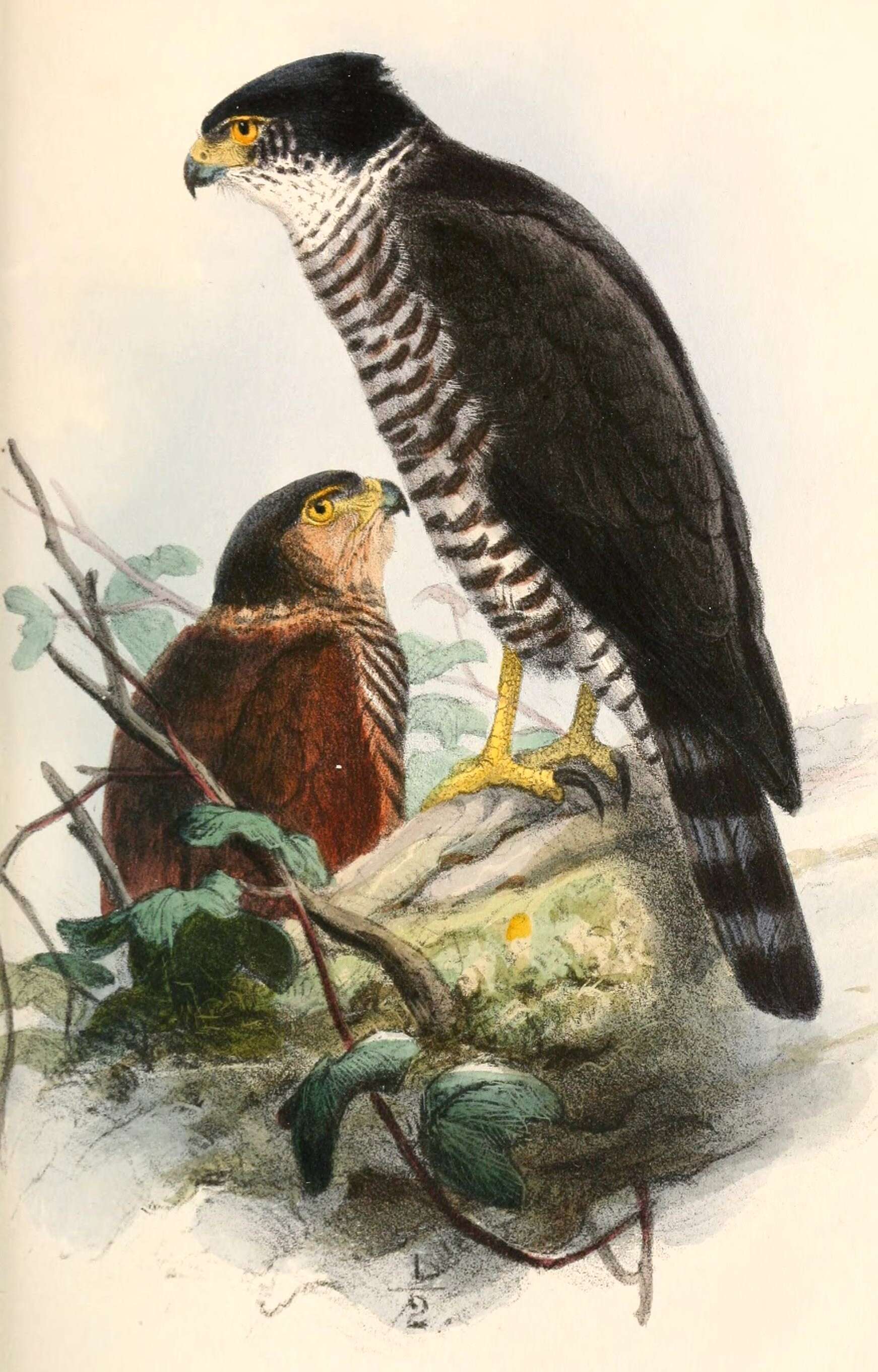 Accipiter collaris Sclater & PL 1860的圖片