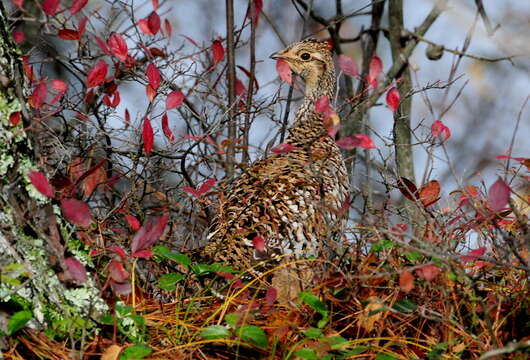 Image of Sharp-tailed Grouse