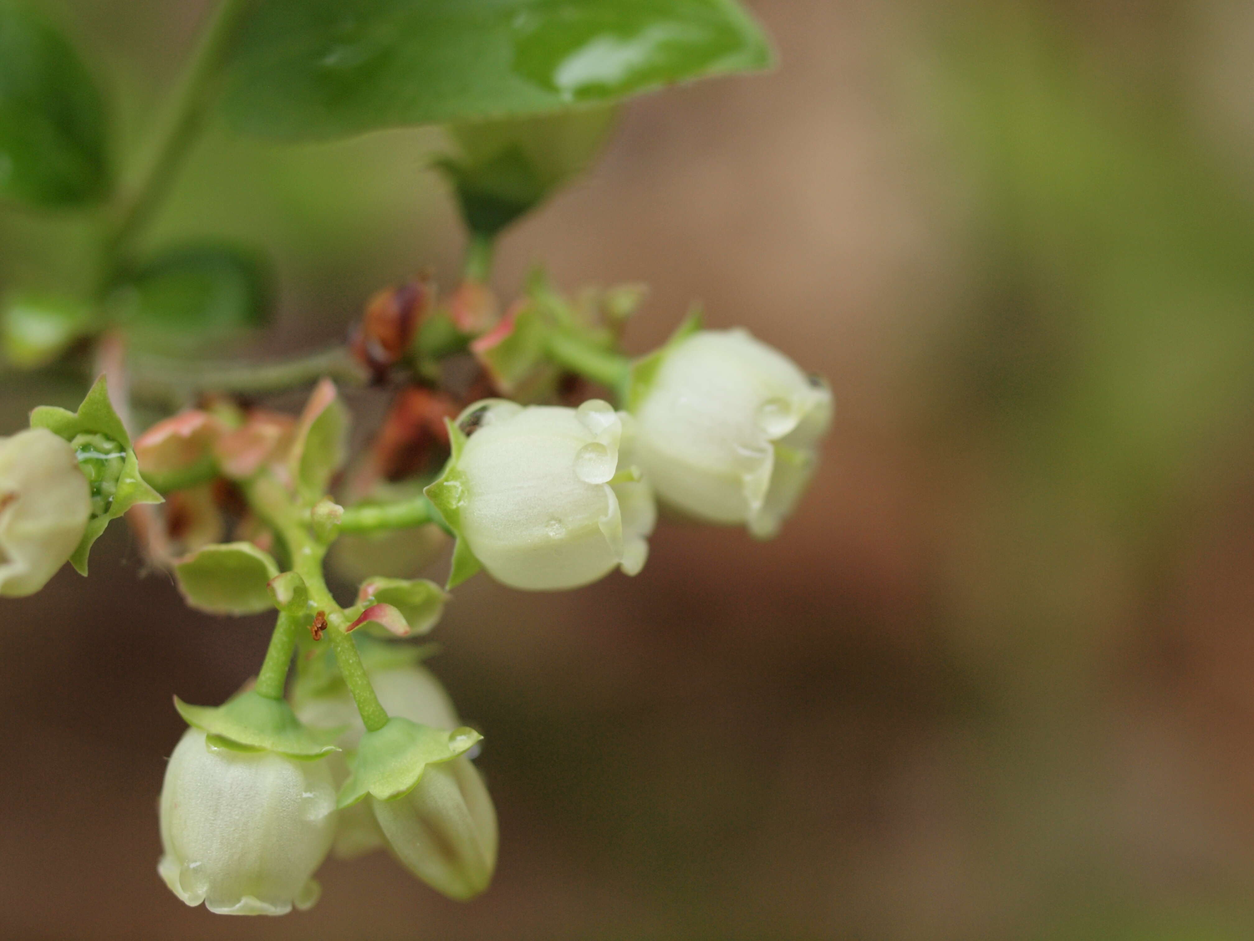 Image of lowbush blueberry