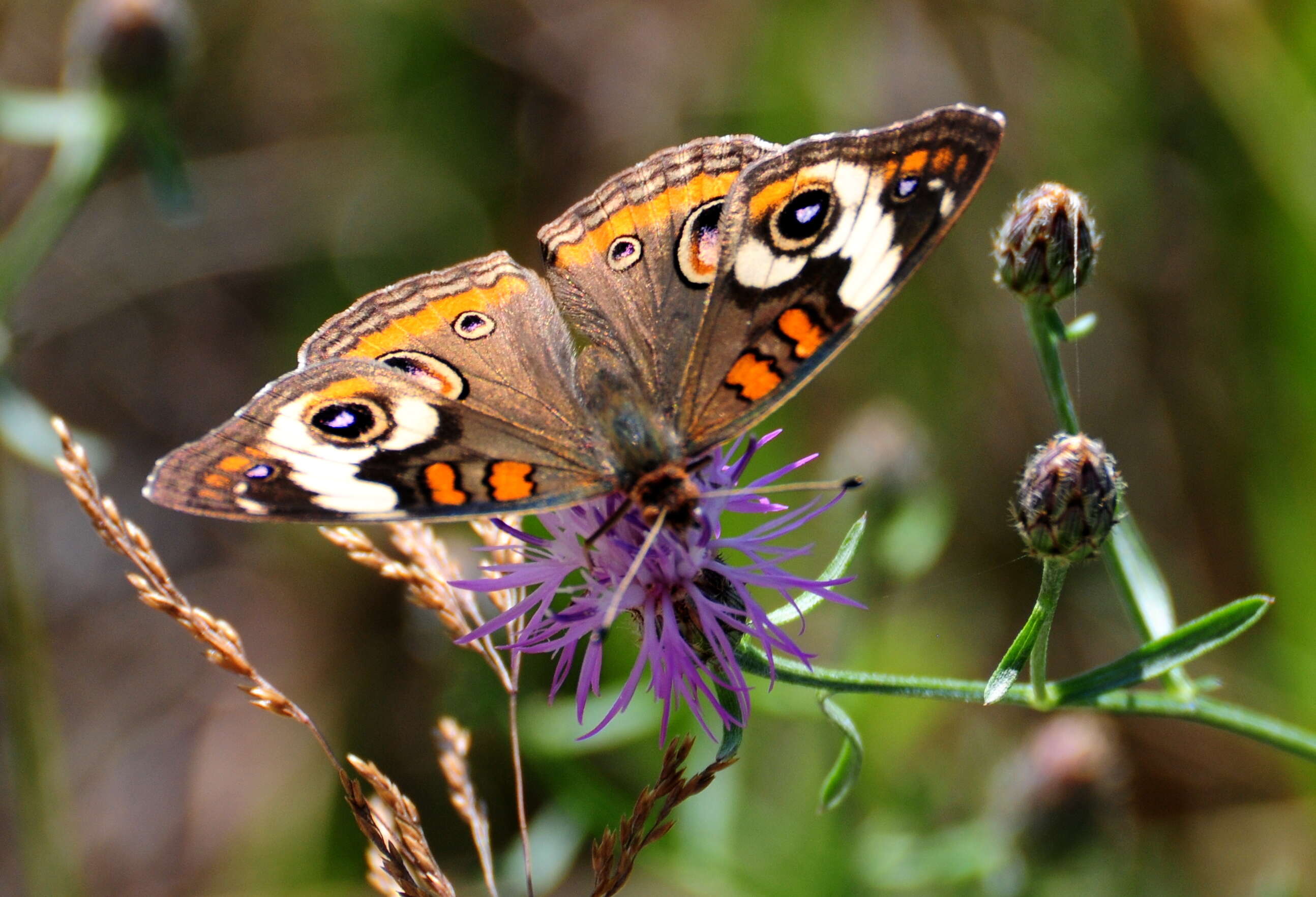 Image of Common buckeye