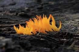 Image of Calocera cornea (Batsch) Fr. 1827