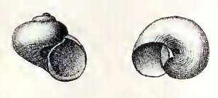 Image of Skenea rugulosa (Sars G. O. 1878)