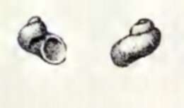Image of Skenea serpuloides (Montagu 1808)