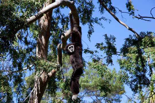 Image of White-handed Gibbon