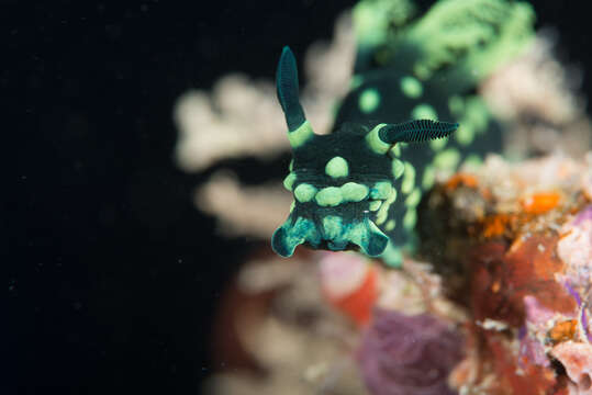 Image of Green spot black slug