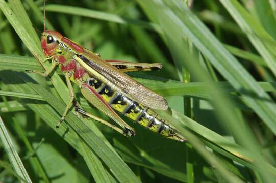 Image of Large marsh grasshopper