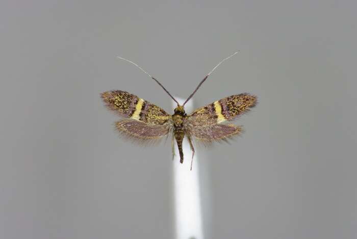 Image of Nemophora associatella Zeller 1839