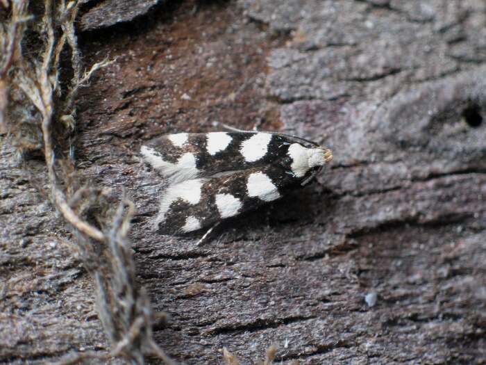 Image of Pseudotelphusa tessella Linnaeus 1758