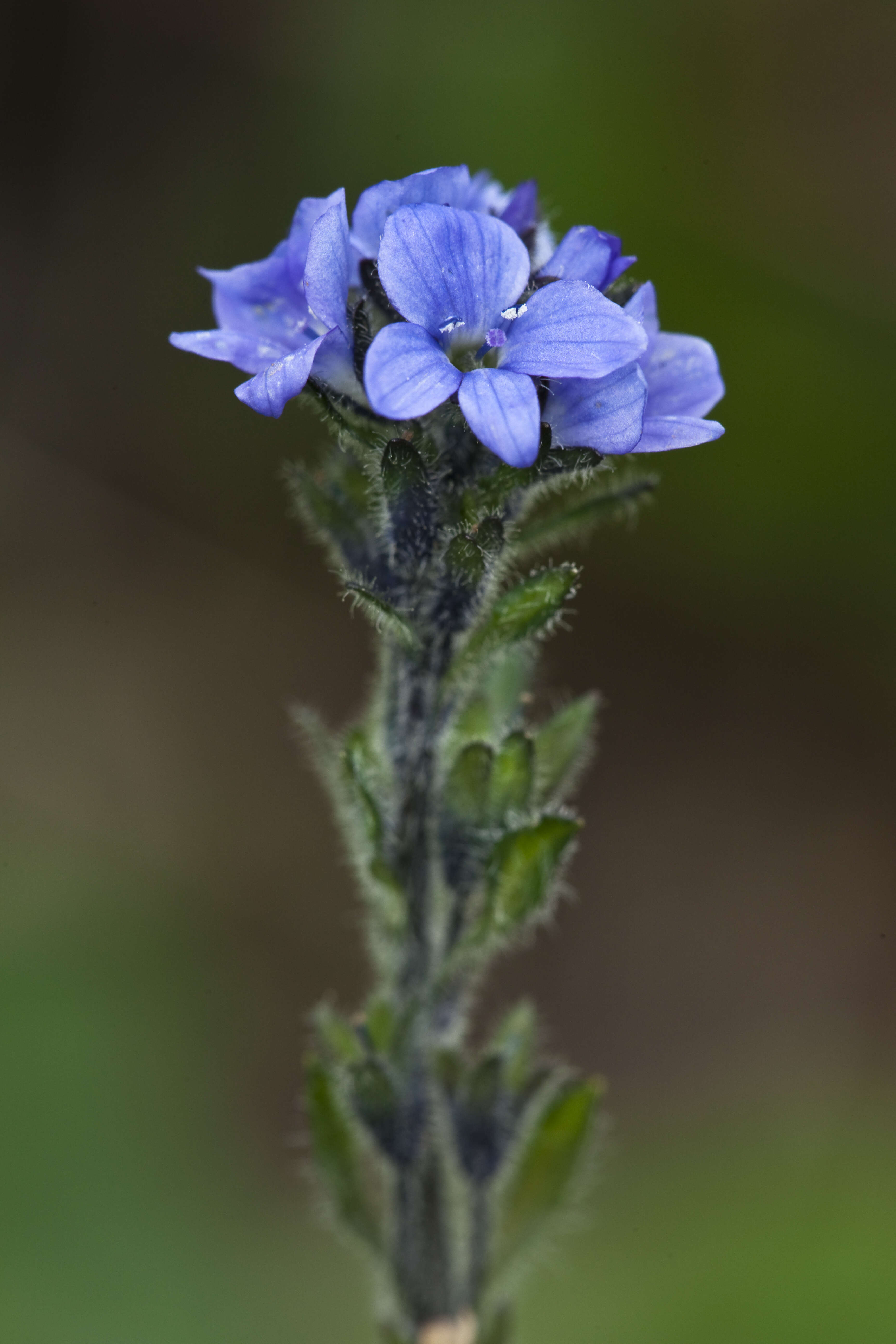 Image of American alpine speedwell