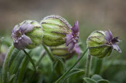 Image of apetalous catchfly