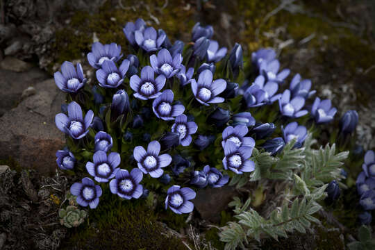 Image of Dane's dwarf gentian