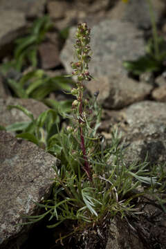 Image of forked wormwood