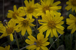 Image of Arnica griscomii Fern.