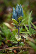 صورة Gentiana glauca Pall.