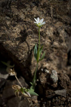 Image of longstalk starwort